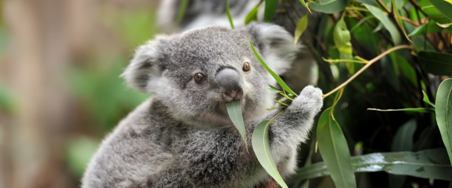 Preserving National Parks and Wildlife Reserves in Australia