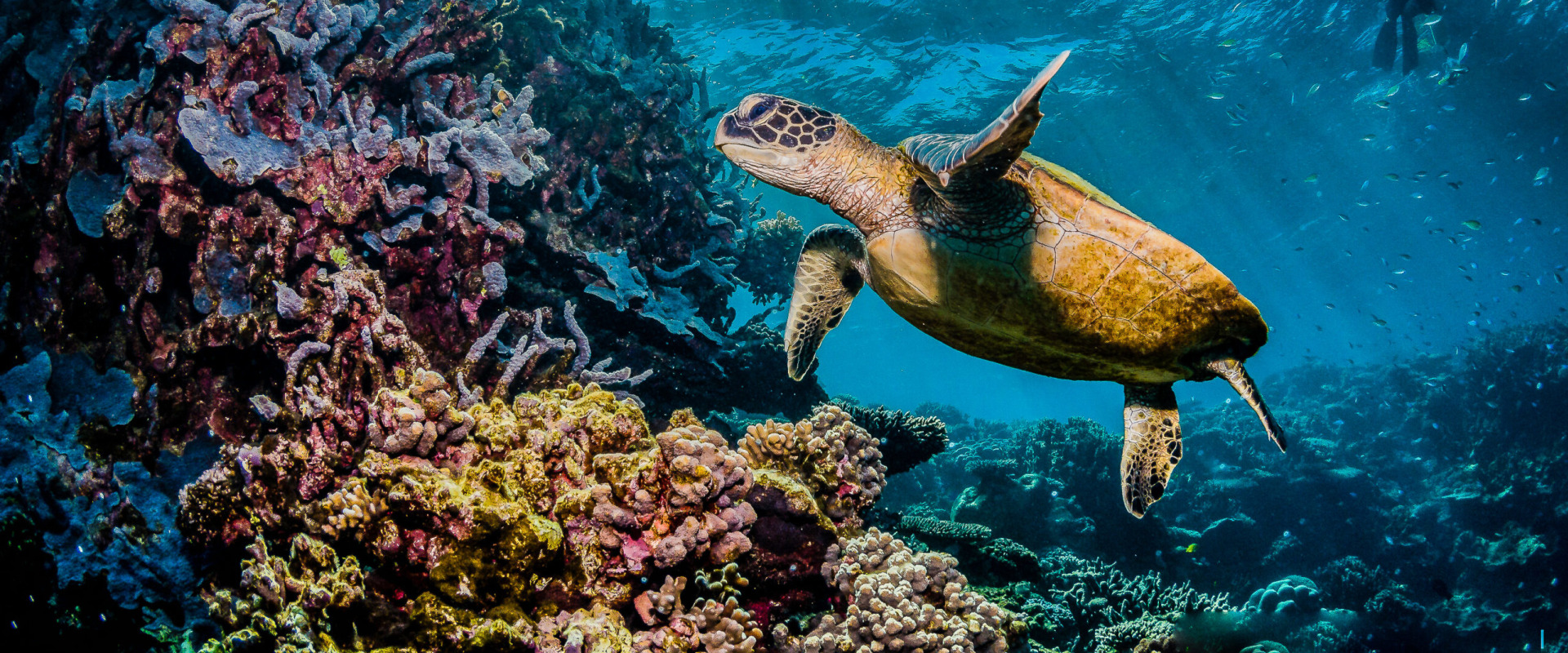 Exploring the Great Barrier Reef: A Sustainable Eco-Tourism Experience