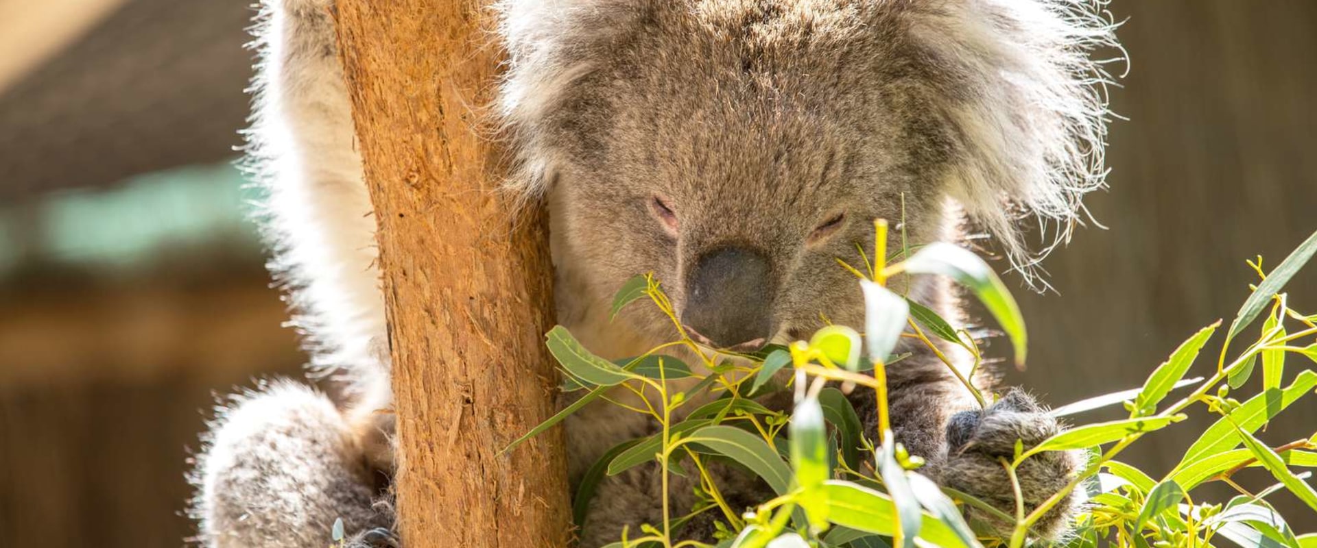 Exploring Australia's Unique Eco-Adventures: A Guide to Koala and Kangaroo Sanctuary Visits