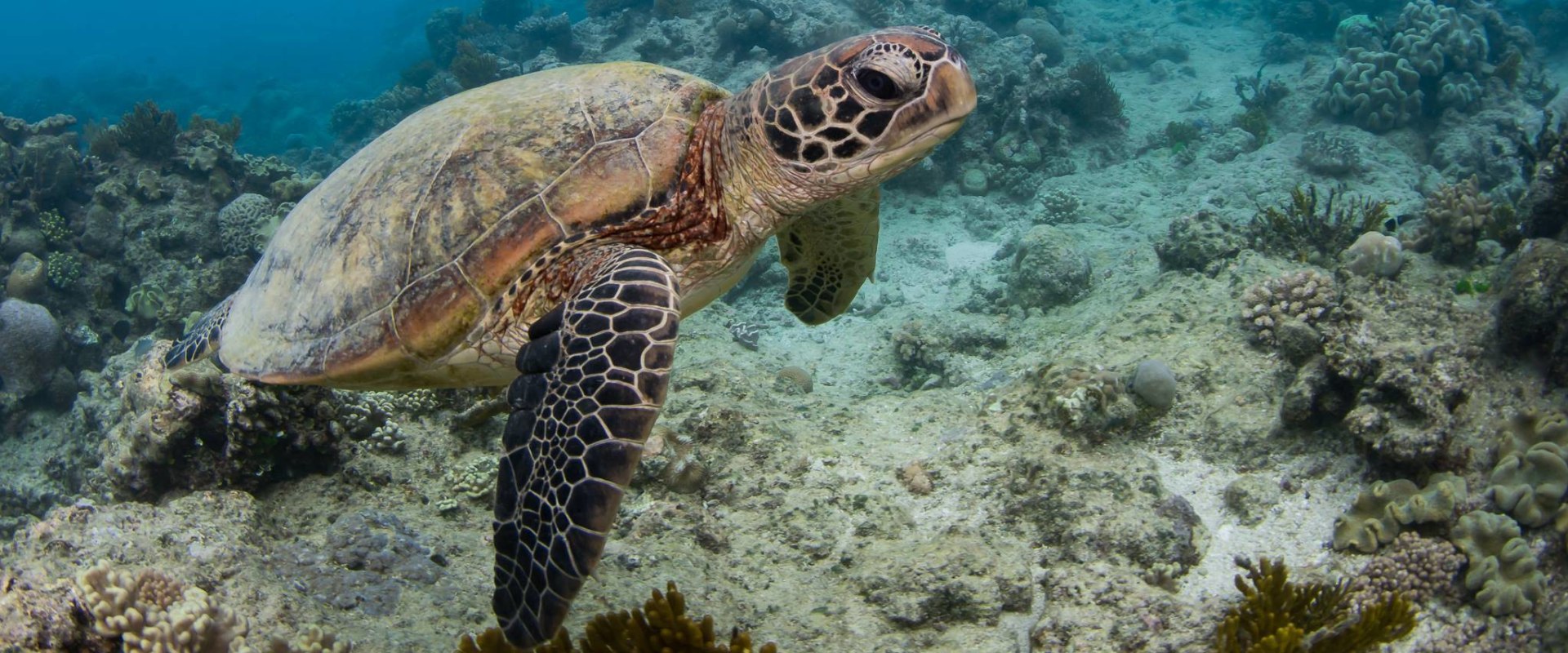 Conservation Efforts for Endangered Sea Turtles in Australia