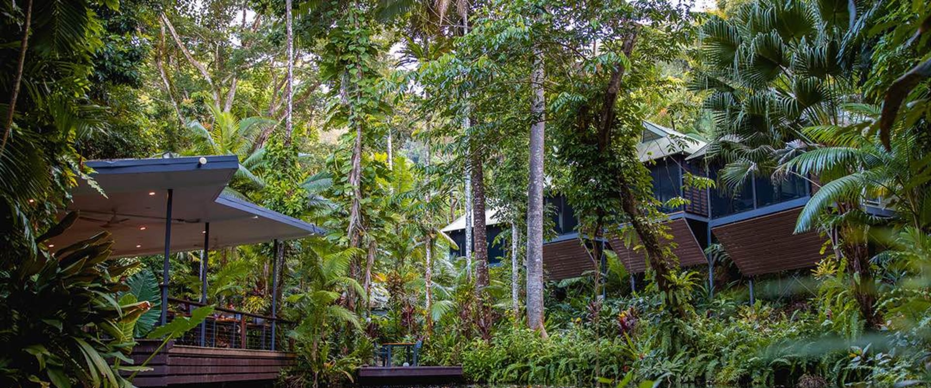 Eco-Lodges in the Daintree Rainforest: Sustainable and Responsible Travel Options