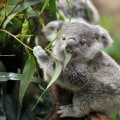 Preserving National Parks and Wildlife Reserves in Australia