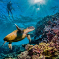 Exploring the Great Barrier Reef: A Sustainable Eco-Tourism Experience