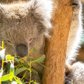 Exploring Australia's Unique Eco-Adventures: A Guide to Koala and Kangaroo Sanctuary Visits