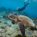 Conservation Efforts for Endangered Sea Turtles in Australia