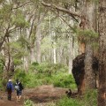 Exploring Sustainable Eco-Tourism in Margaret River