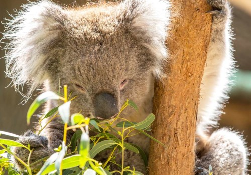 Exploring Australia's Unique Eco-Adventures: A Guide to Koala and Kangaroo Sanctuary Visits