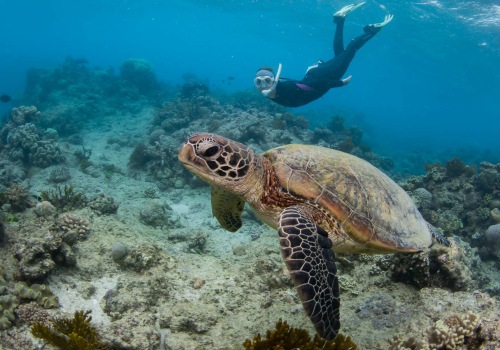 Conservation Efforts for Endangered Sea Turtles in Australia