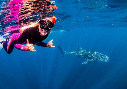 Swimming with Whale Sharks in Western Australia: A Unique and Sustainable Eco-Adventure